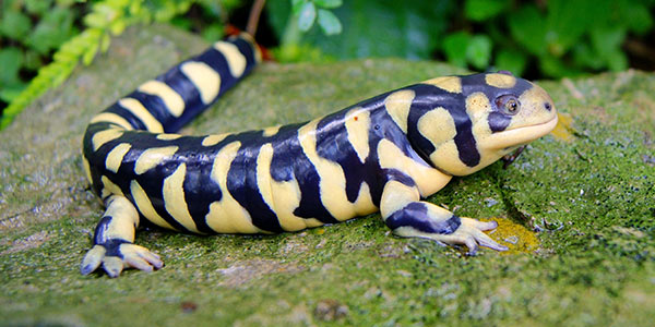 ambystoma tigrinum, salamander, tiger salamander