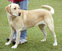 canis lupus, dog, canine