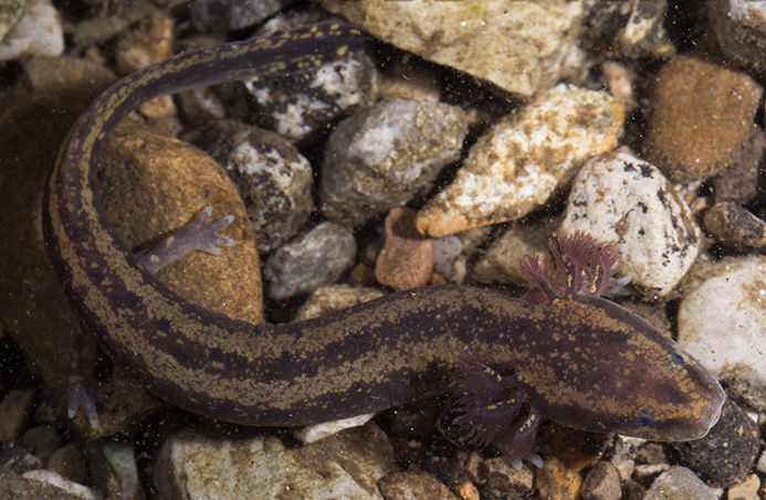 necturus maculosus, mudpuppy, common mudpuppy