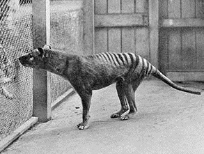 thylacinus-cynocephalus, tasmanian tiger