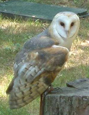 tyto alba, barn owl, owl